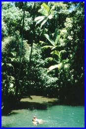 swimming.jpg (13803 bytes)